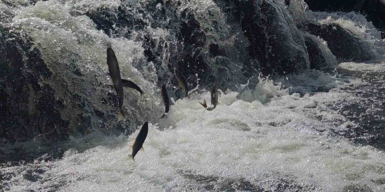 Uçan Balıkların Muhteşem Göç Yolculuğuna Susuzluk Engeli
