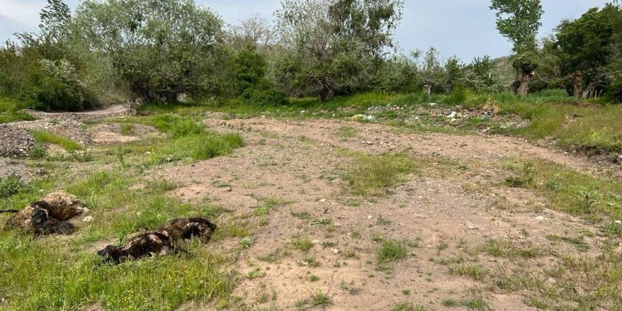 Elazığ’da Ağıla Giren Kurt Sürüsü, 21 Koyunu Telef Etti