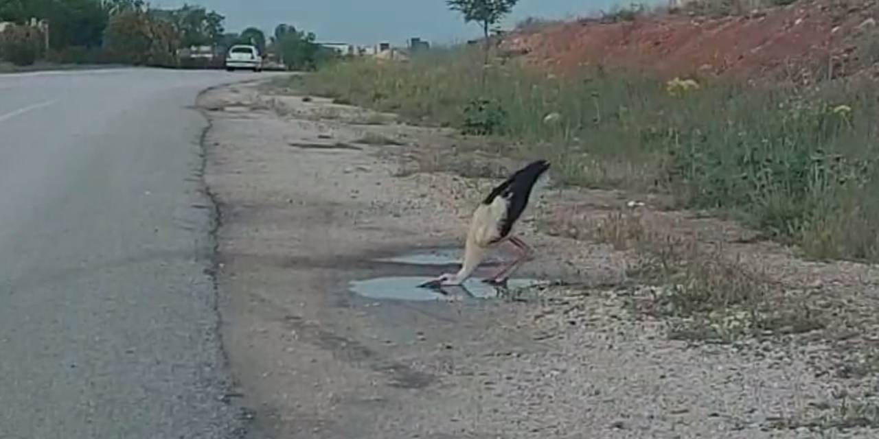 Sürüsünden Kopan Leylek Yol Kenarındaki Su Birikintisinden Susuzluğunu Giderdi
