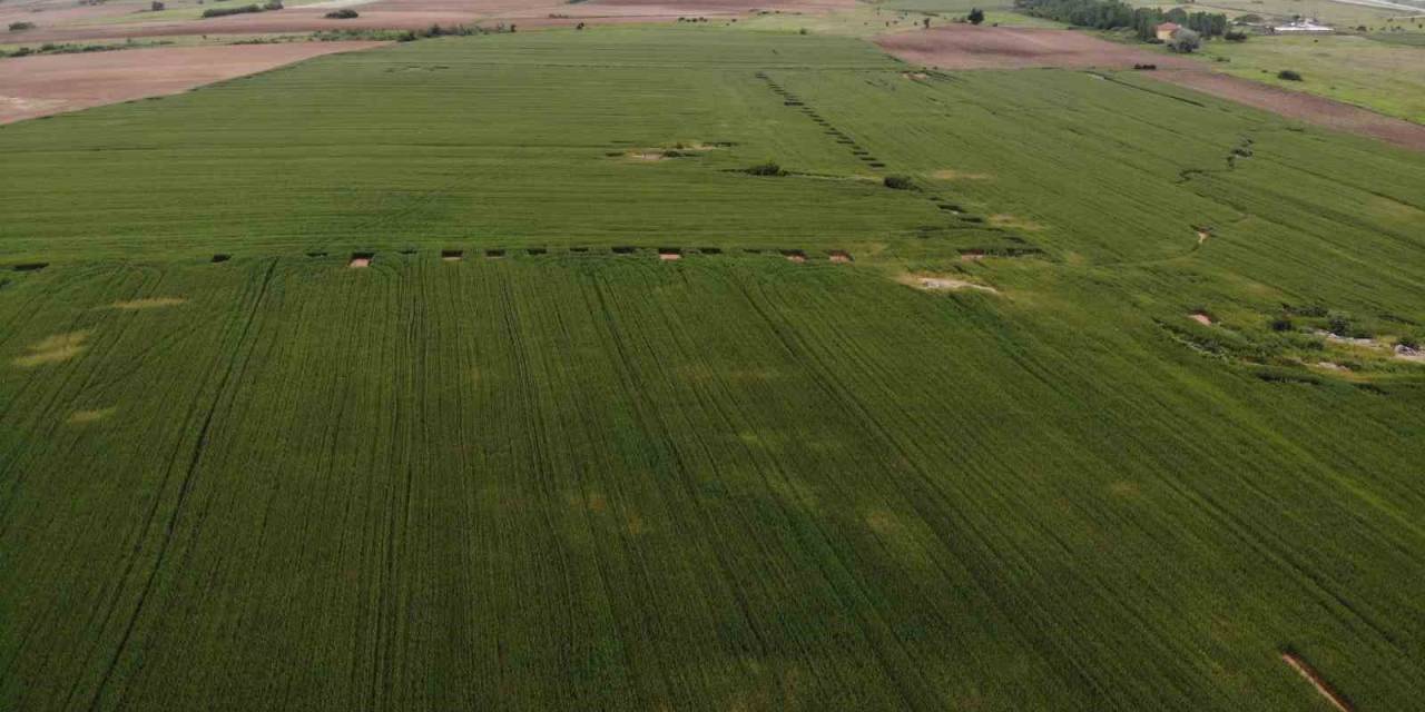 Trakya’da Buğdayda Yüksek Rekolte Beklentisi