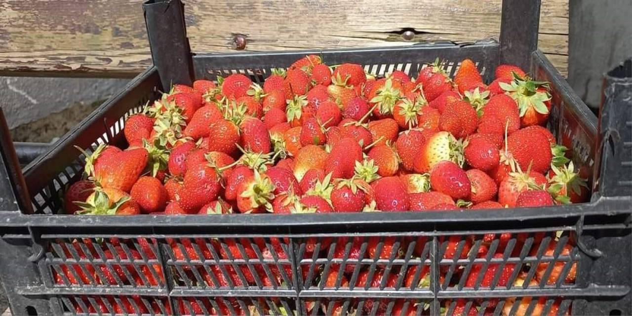 Zonguldak’ta Hasatla Birlikte Çilekler Raflarda Yerini Aldı