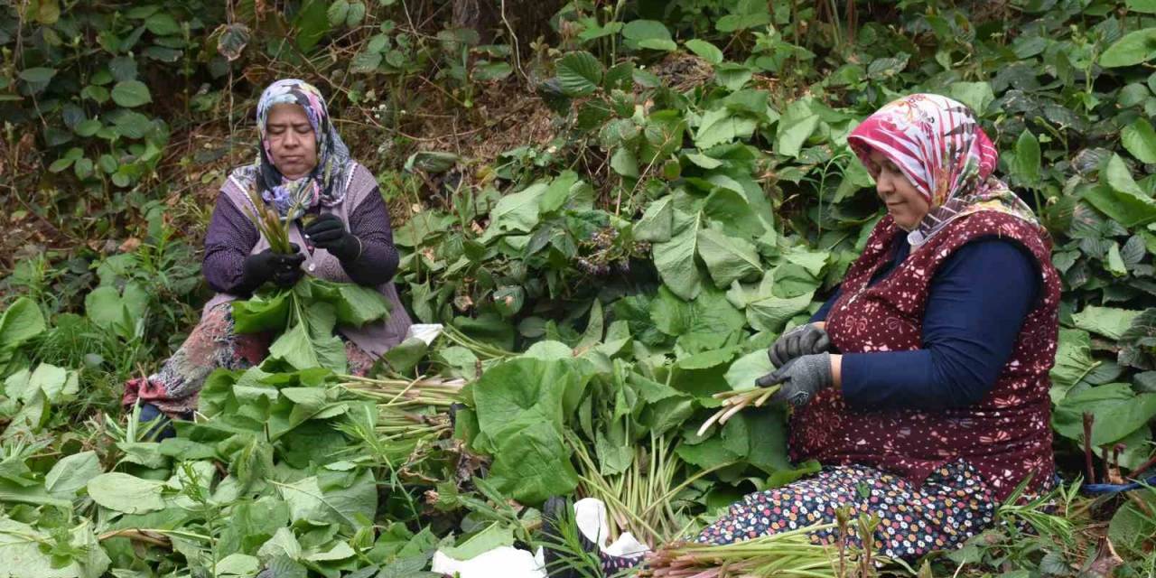 Doğal Şifa Deposu: ‘kaldirik Otu’