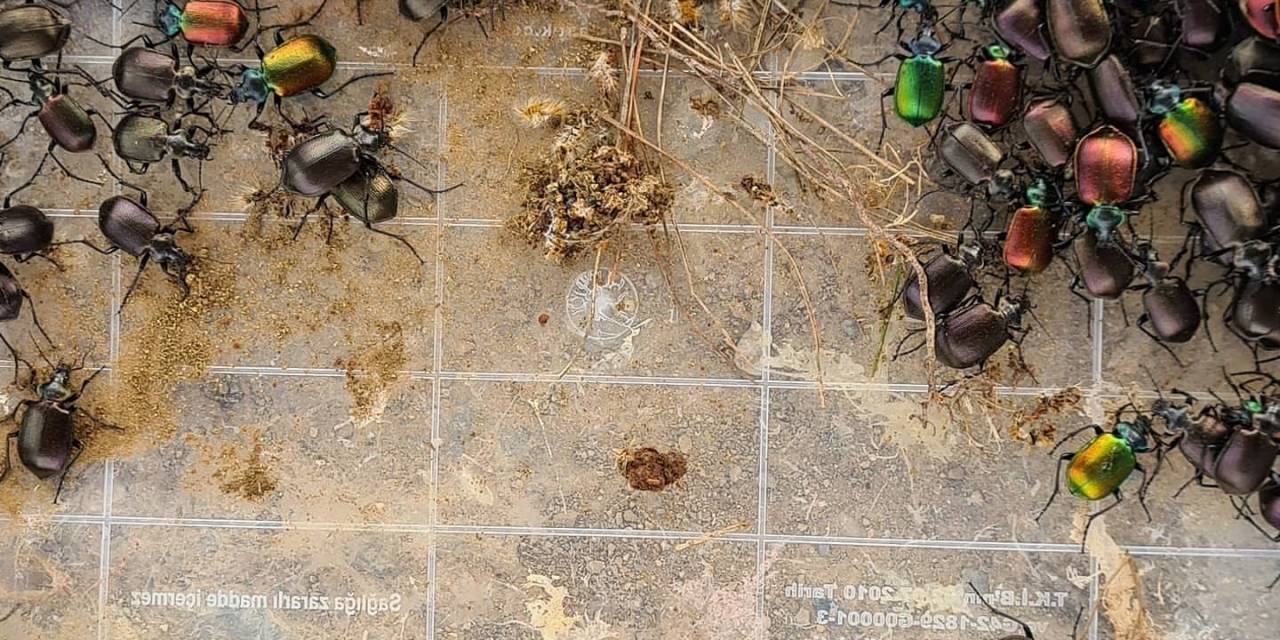 Terminatör Böcekler Çam Kese Böceklerine Karşı