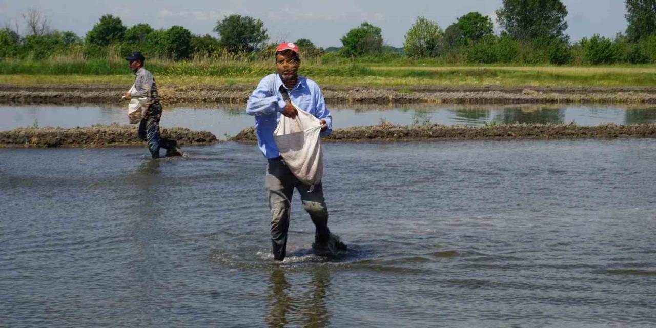 Türkiye’nin Çeltik Ambarında ’beyaz Altın’ Mesaisi Başladı
