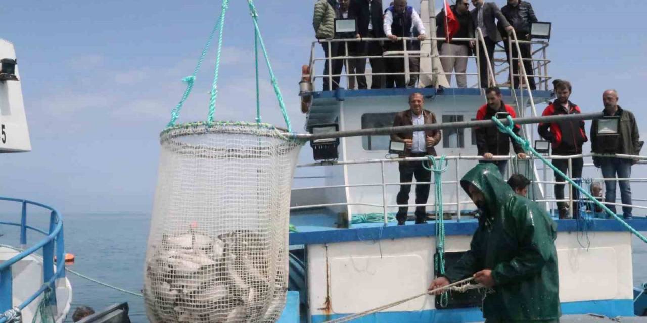 Samsun’da Türk Somonu Hasadı Başladı