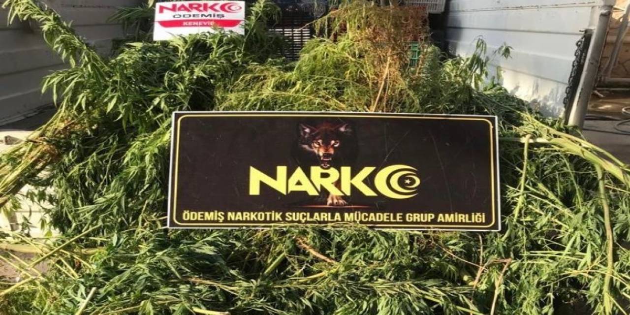 Tarım Serasına Uyuşturucu Operasyonu: 3 Gözaltı