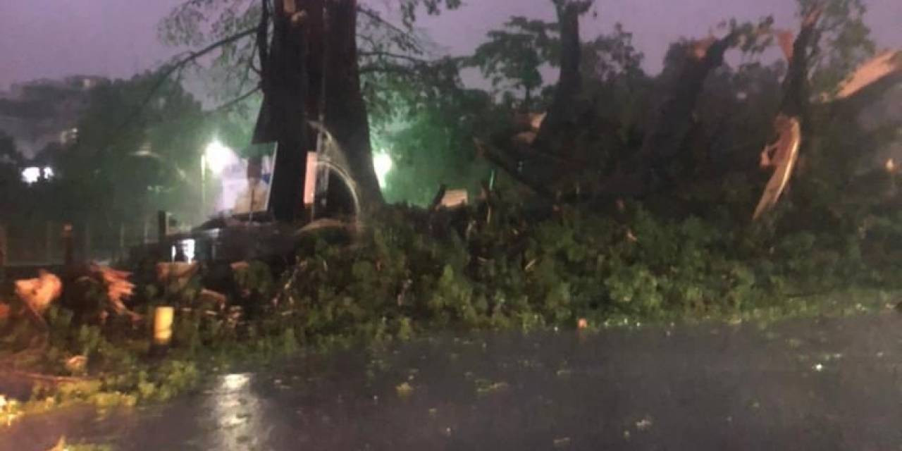 Sierra Leone’nun Sembolü 400 Yıllık Pamuk Ağacı Fırtına Nedeniyle Devrildi