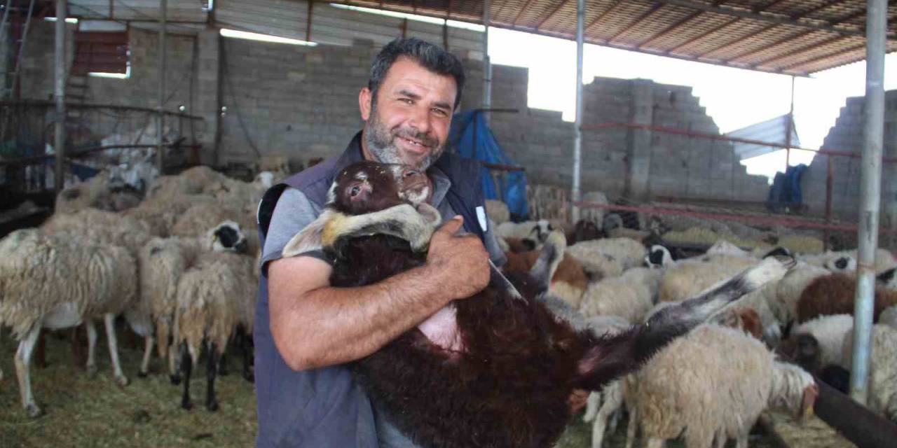 Telef Olan Hayvanlarının Yerine Yenisi Verilen Depremzede: "gel Koyununu Al Dediler, Şok Yaşadım"