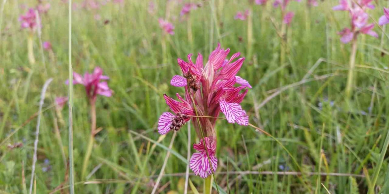 Tıbbi Ve Aromatik Bitkiler Orman Köylüsünün Geçim Kaynağı Oluyor