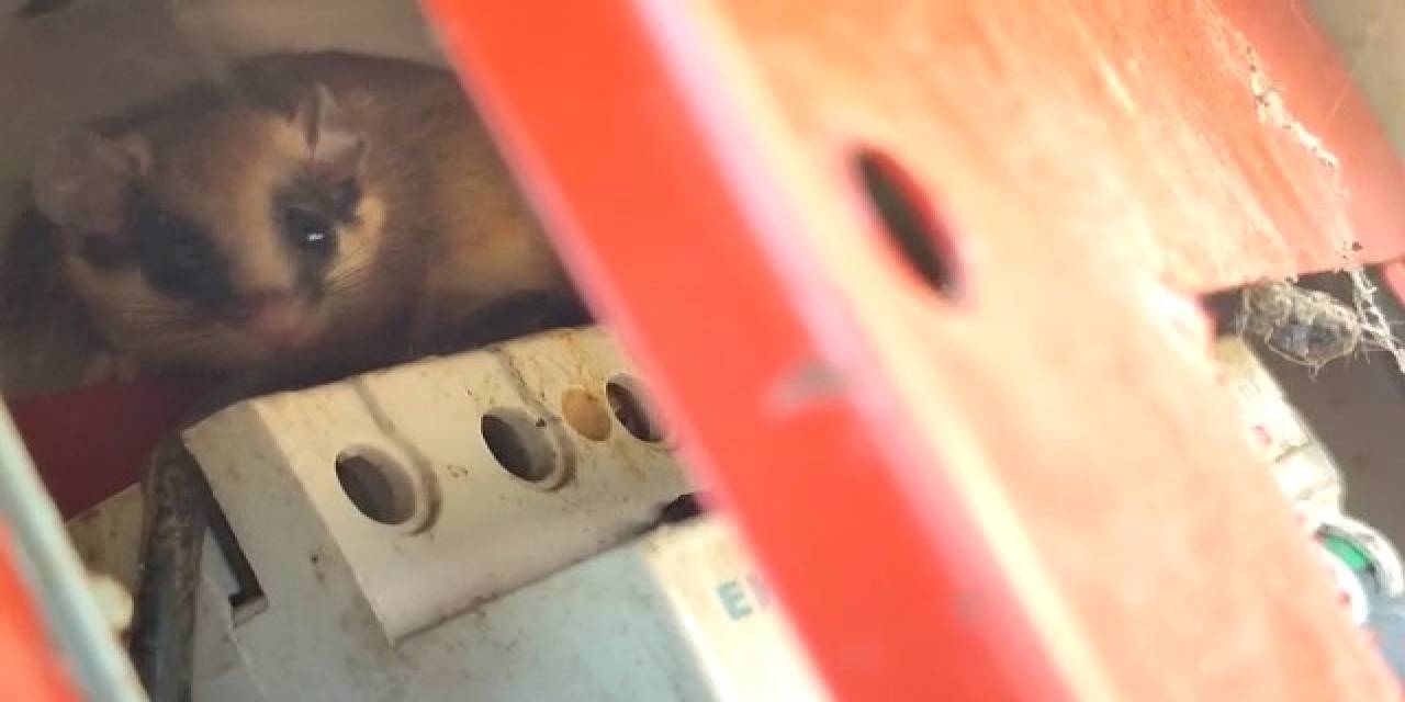 Nesli Tehlike Altındaki Yediuyur Bolu’da Görüntülendi