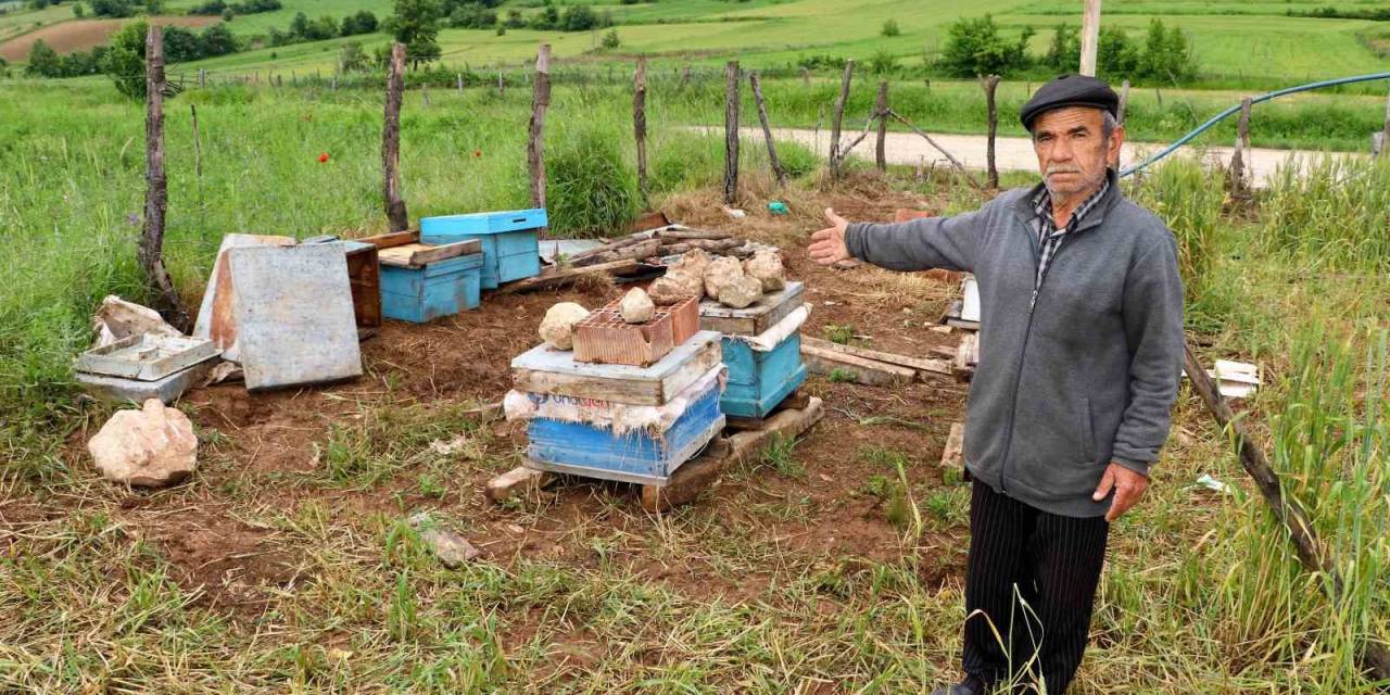 Amasya’da Köylere İnen Ayılar Arı Kovanlarına Saldırdı