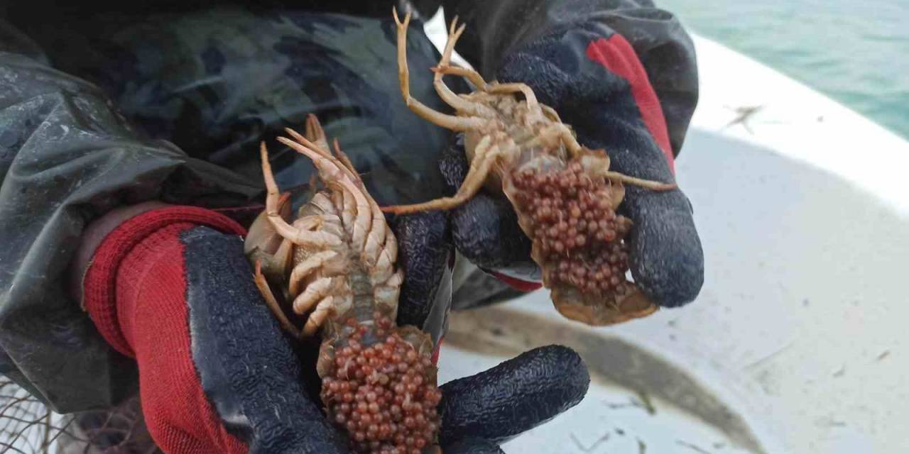 Eğirdir Gölünde 320 Adet Kerevit Sepetine El Konuldu