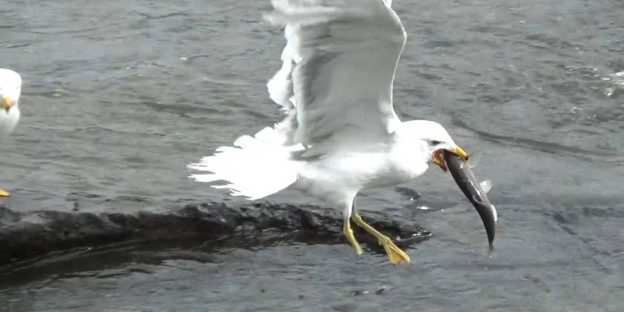 Sakat Martının Yaşam Mücadelesi