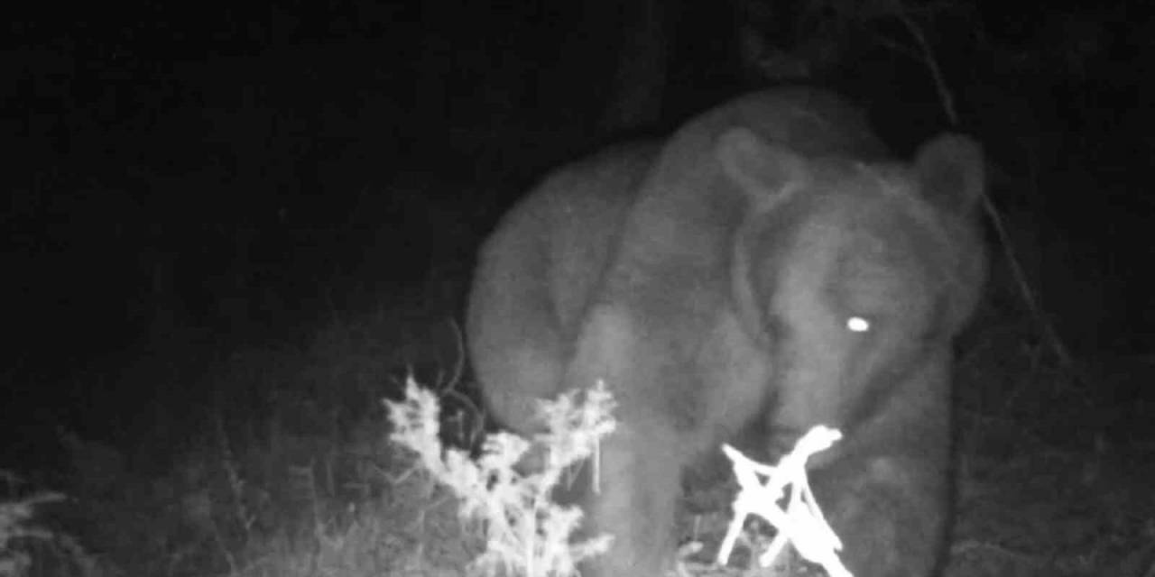 Çadırın Yanına Ayı Geldi, Korku Dolu Anlar Yaşandı: Davetsiz Misafir Kameraya Yansıdı