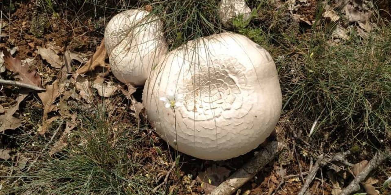 Kütahya’da Bir Süredir Etkili Olan Yağışlar Nedeniyle Mantar Bereketi Yaşanıyor