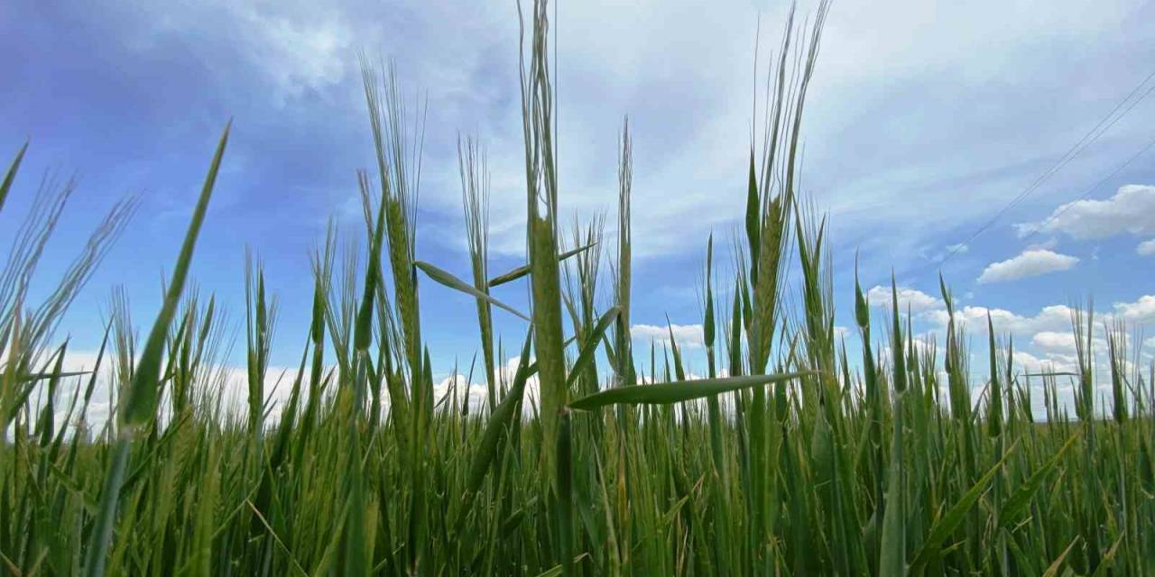 Türkiye’de Tarımsal Kuraklık Riski Kalmadı