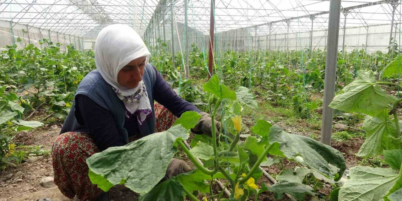 Tokat’ta Seralarda Salatalık Hasadı Başladı
