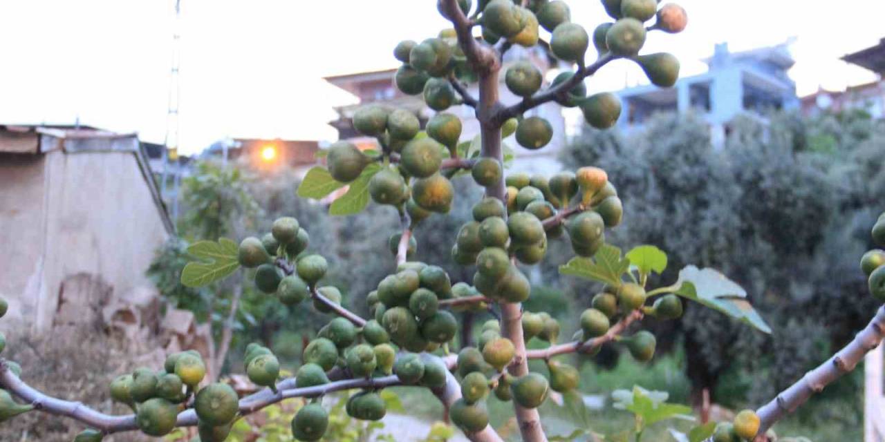 Aydın’da İlek Bereketi