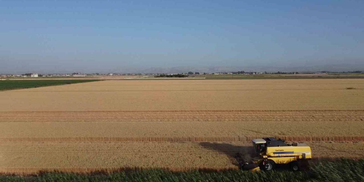 Depremin Vurduğu Hatay Amik Ovası’nda Buğday Hasadı Başladı