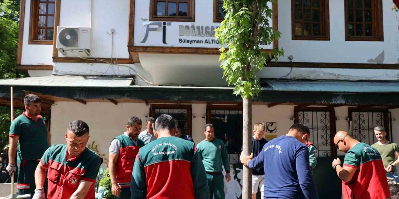 Yağcılar Hanında Devrilen Çınarın Yerine Yenisi Dikildi