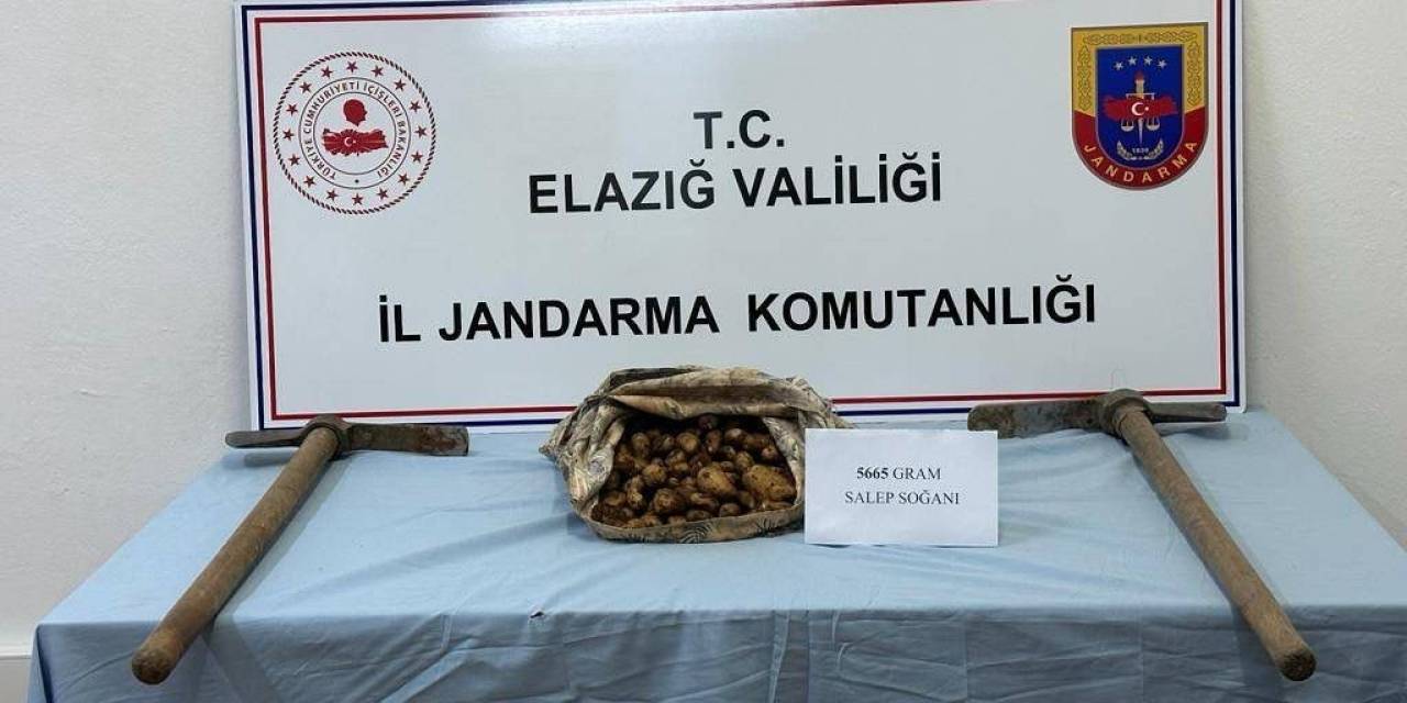 Salep Soğanı Toplayan Şahıs Suçüstü Yakalandı