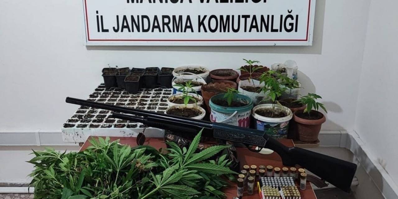 Saruhanlı’da 403 Kök Kenevir Ele Geçirildi