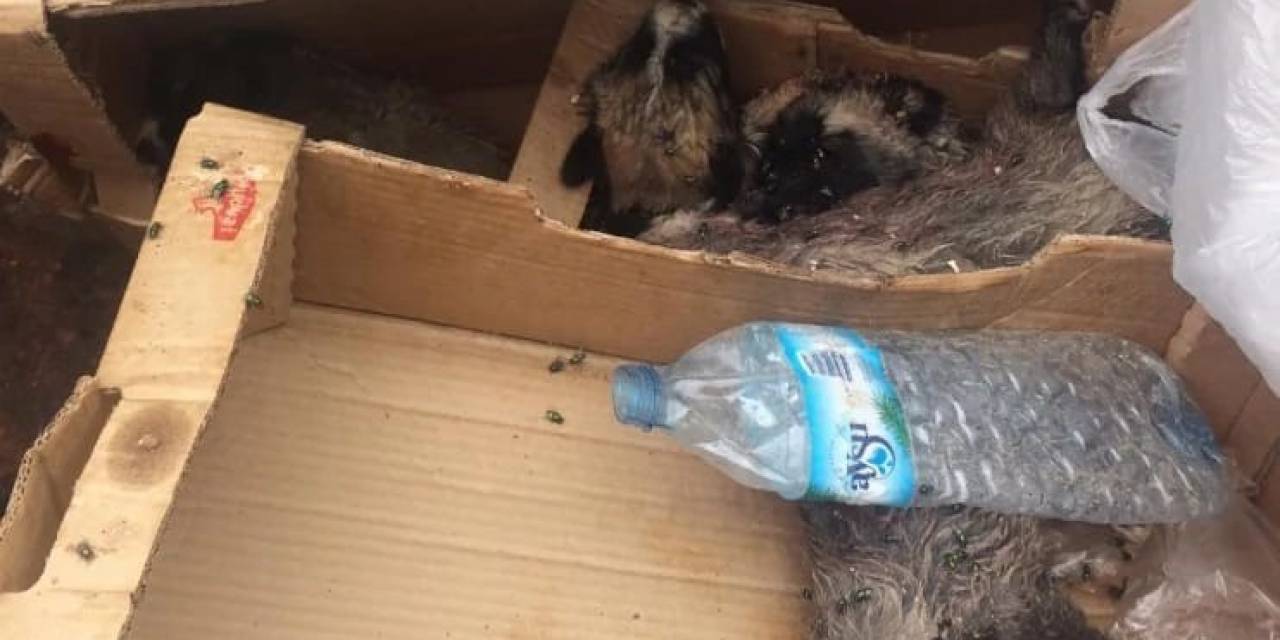 Burdur’da 6 Köpek Yavrusu Vurularak Öldürülmüş Halde Bulundu