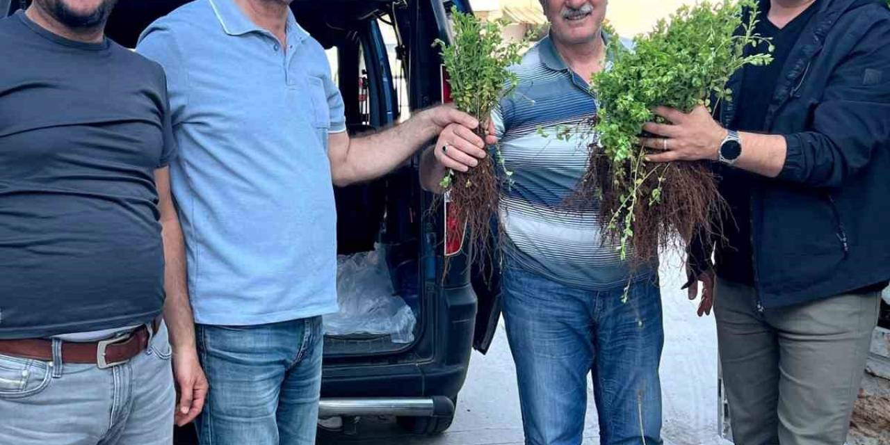 Efeler, Artık Kekik Kokacak