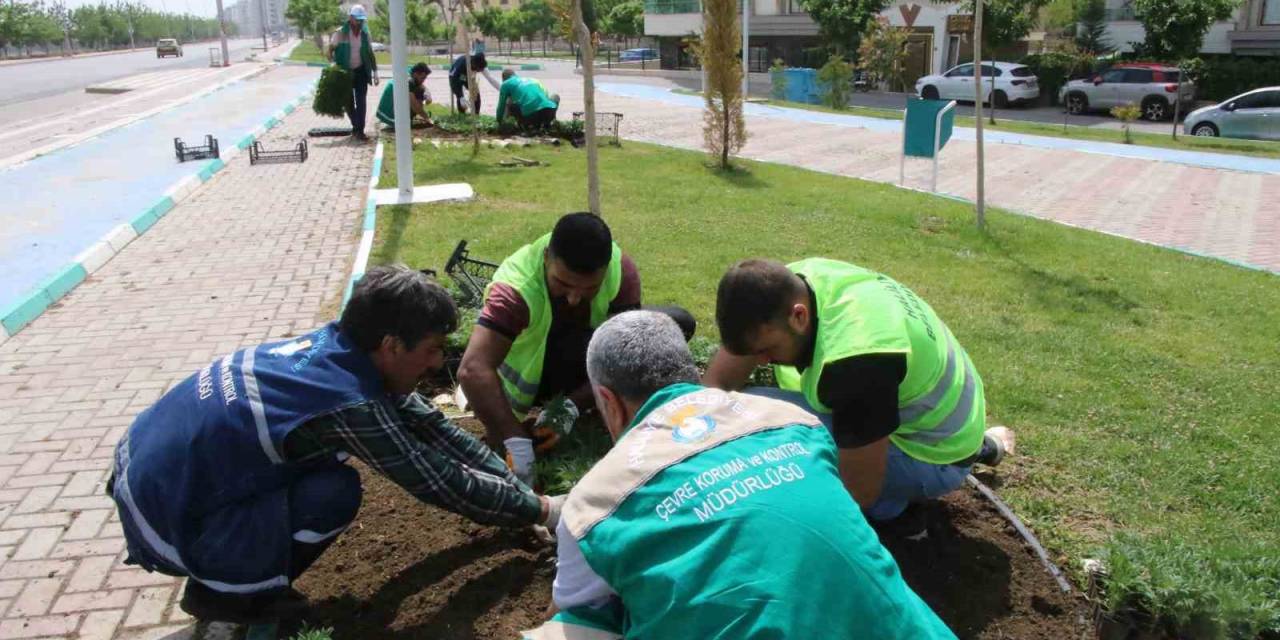 Haliliye’de Çiçekler Toprakla Buluşuyor