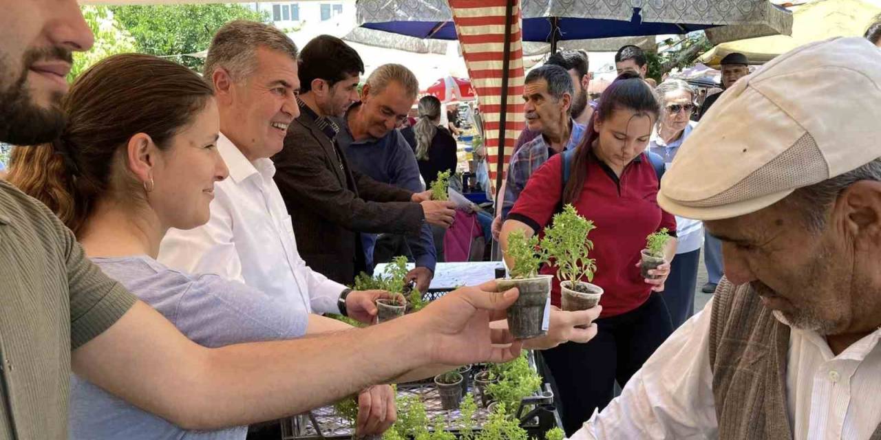 Doğal Sivrisinek Kovar Fesleğenler Yoğun İlgi Gördü