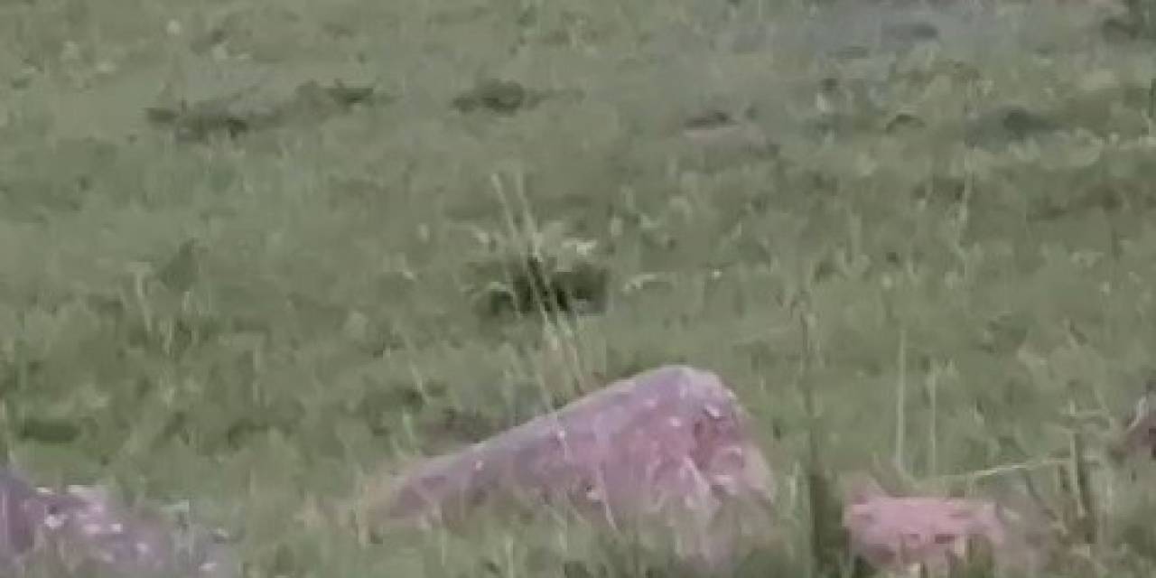 Sarıkamış’ta Boz Ayı Ailesi Görüntülendi