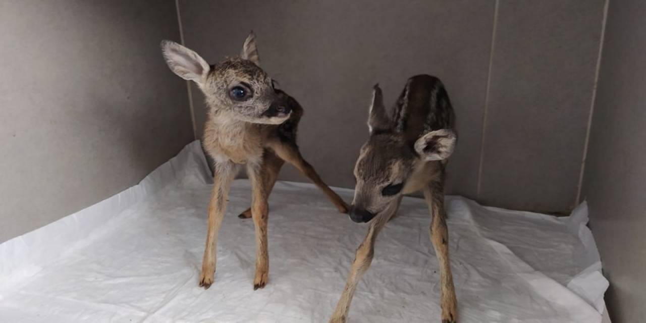 Vatandaşların Bulduğu Yavru Karacalar Koruma Altına Alındı