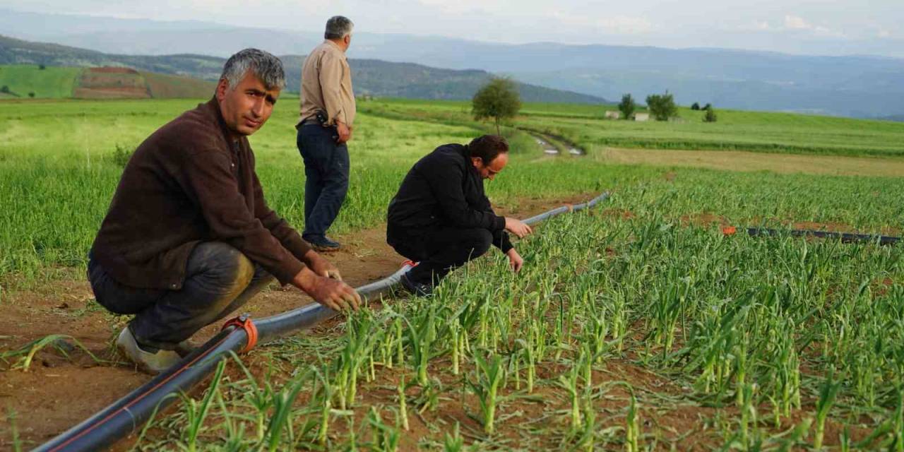 Dolu Yağışının Vurduğu Taşköprü Sarımsağı Tarlalarında Yüzde 50 Verim Kaybı Öngörülüyor