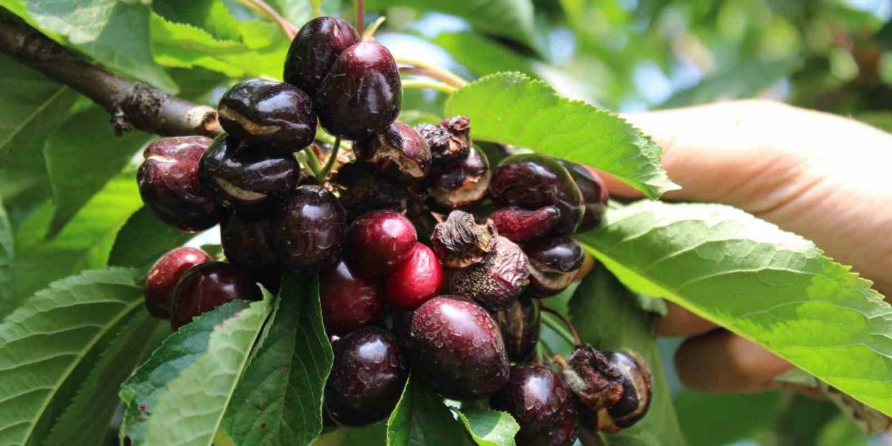 Erkenci Kirazları Yağmur Vurdu