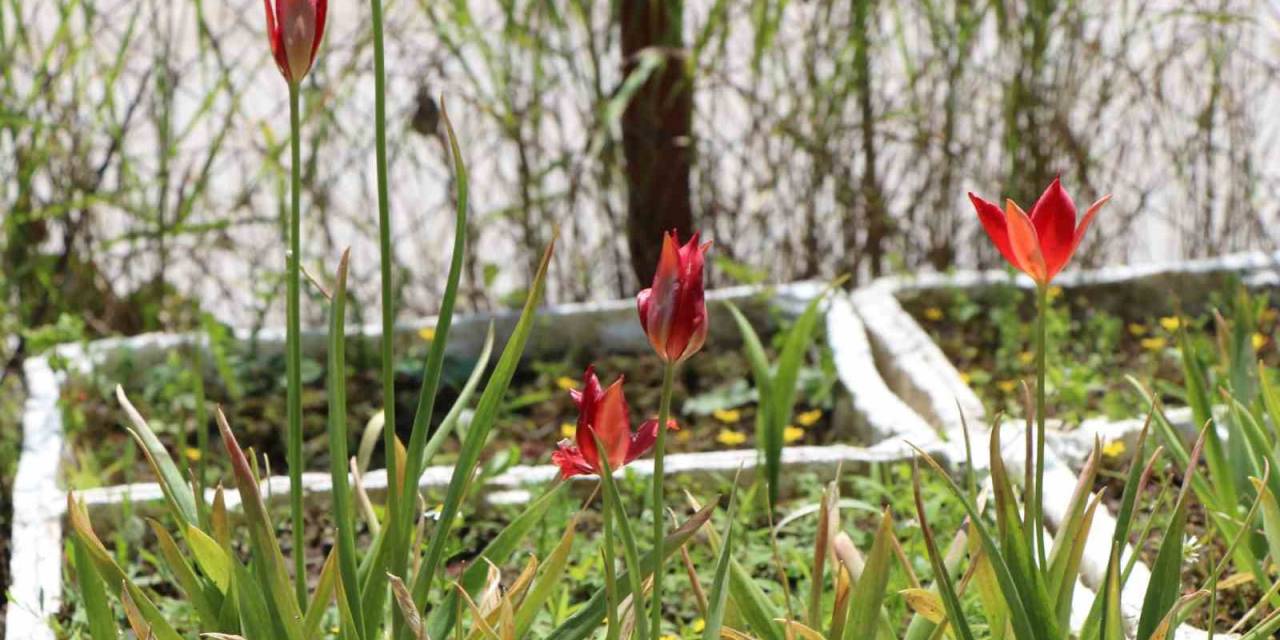 Avrupa’dan Getirilen ‘yitik Lale’ 127 Yıl Sonra Amasya’da Çoğaltılmaya Başlandı