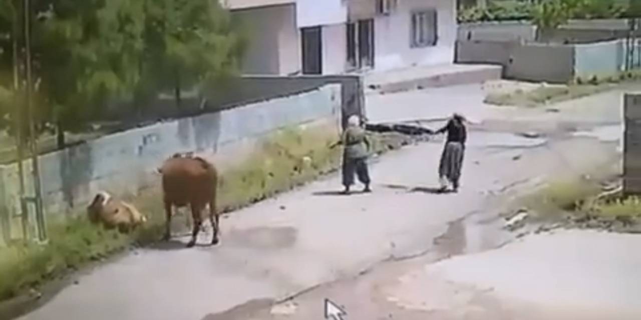 Mardin’de İneğin Ölüme Gitme Anı Kameraya Yansıdı