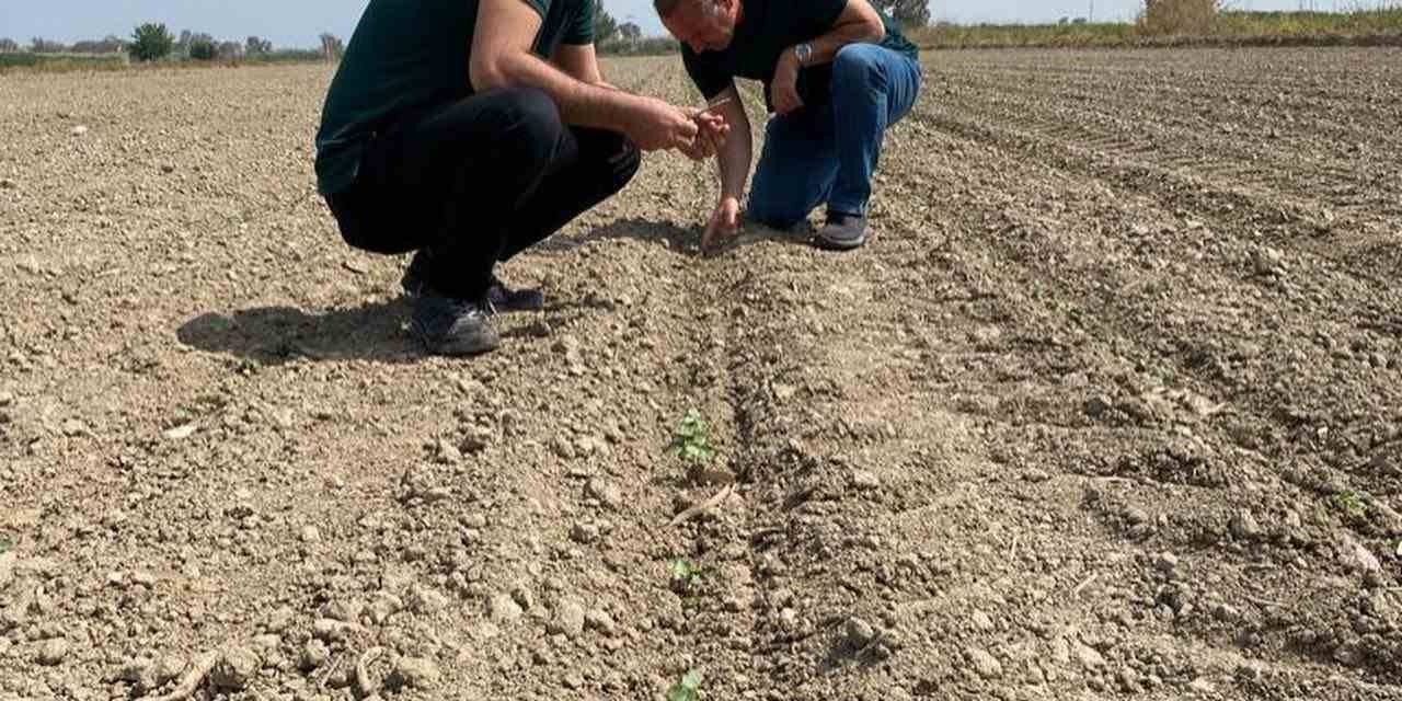 Aydın’da ‘beyaz Altın’ İçin Sahaya İndiler
