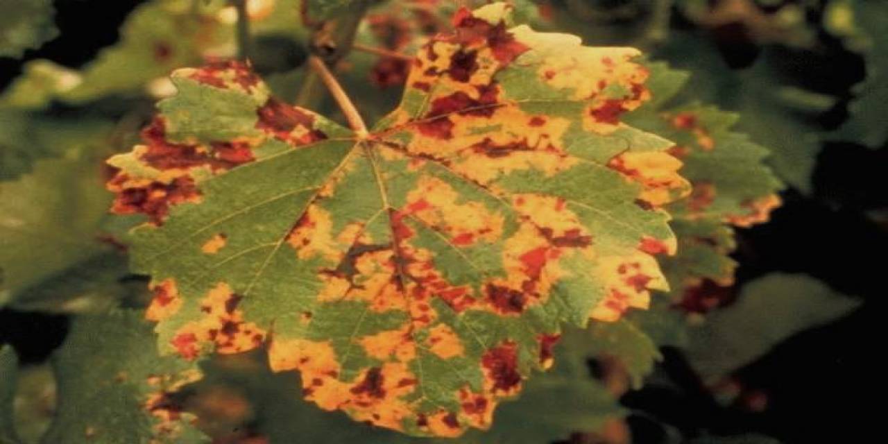 Üzüm Üreticilerine “bağ Mildiyösü” Hastalığı Uyarısı