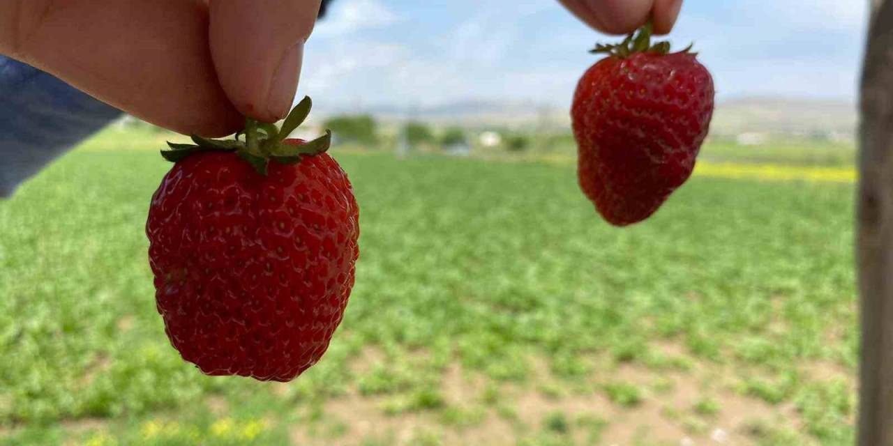 Ana Yolda Araçları Durduran Lezzet: Kuyulu Çileği Görücüye Çıktı