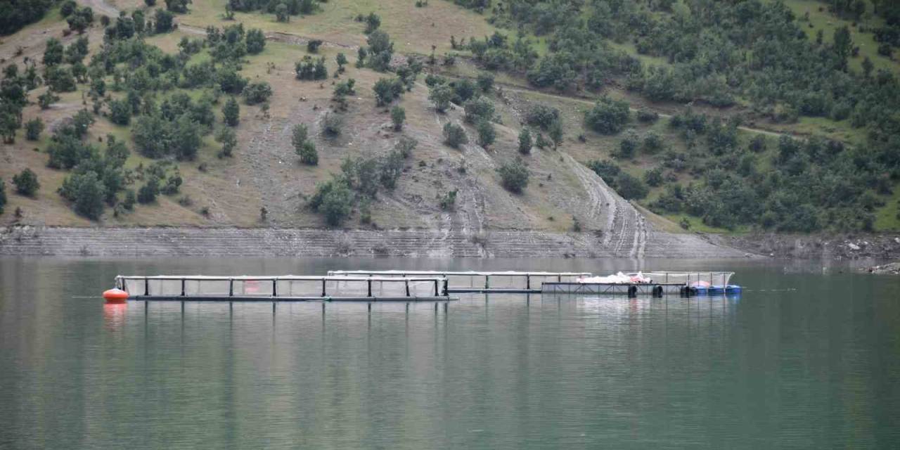 Devletin Projeleriyle Şırnak’ta Balık Hasadı Yapılıyor