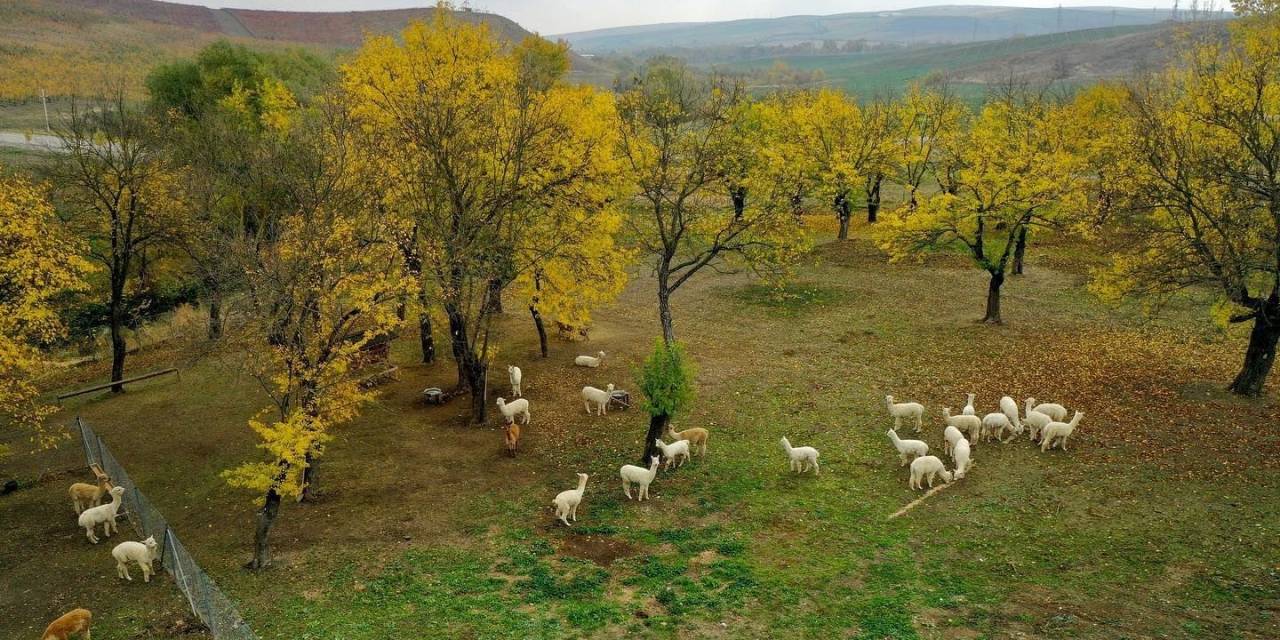 Azerbaycan, Türk Turistlerin Tatil Rotası Oldu