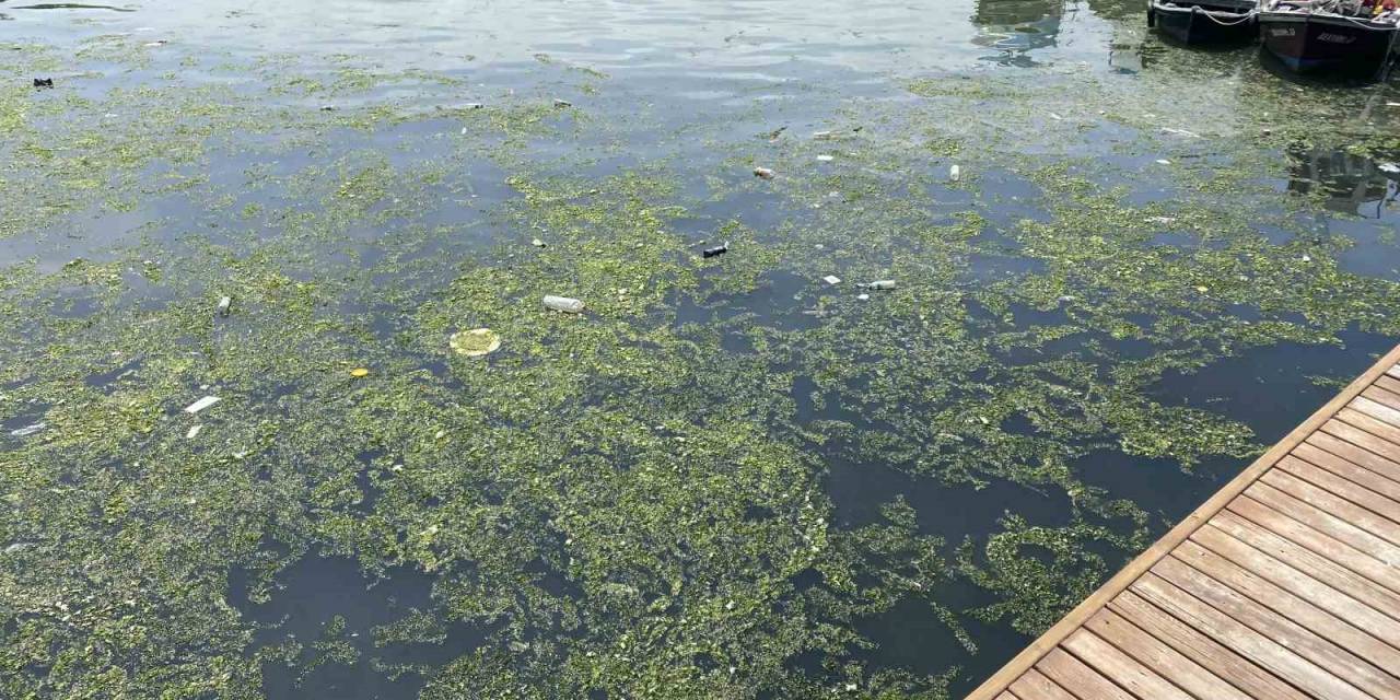 Limanı Çöplüğe Çevirdiler