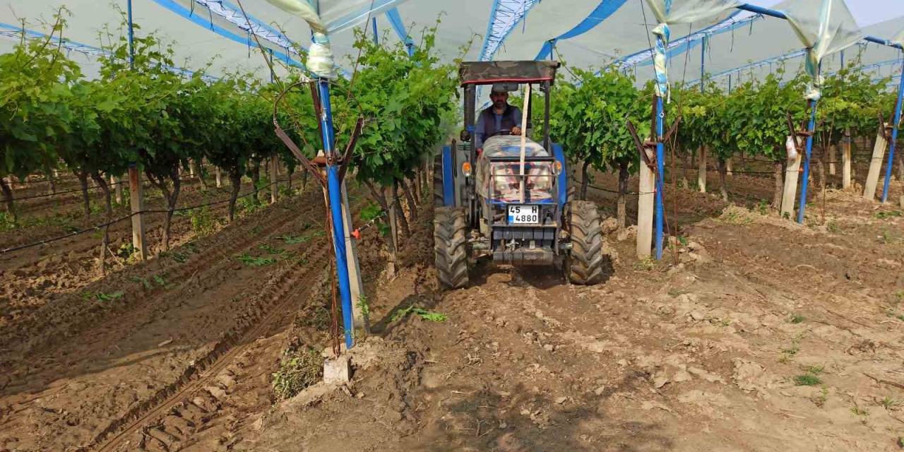 Sarıgöl Ovası’nın Bağlarında Hummalı Çalışma