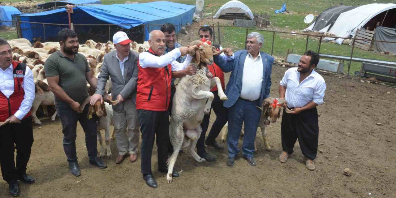 Depremzede Yetiştiricilere Karşılıksız 43 Bin 618 Hayvanın Dağıtımı Başladı