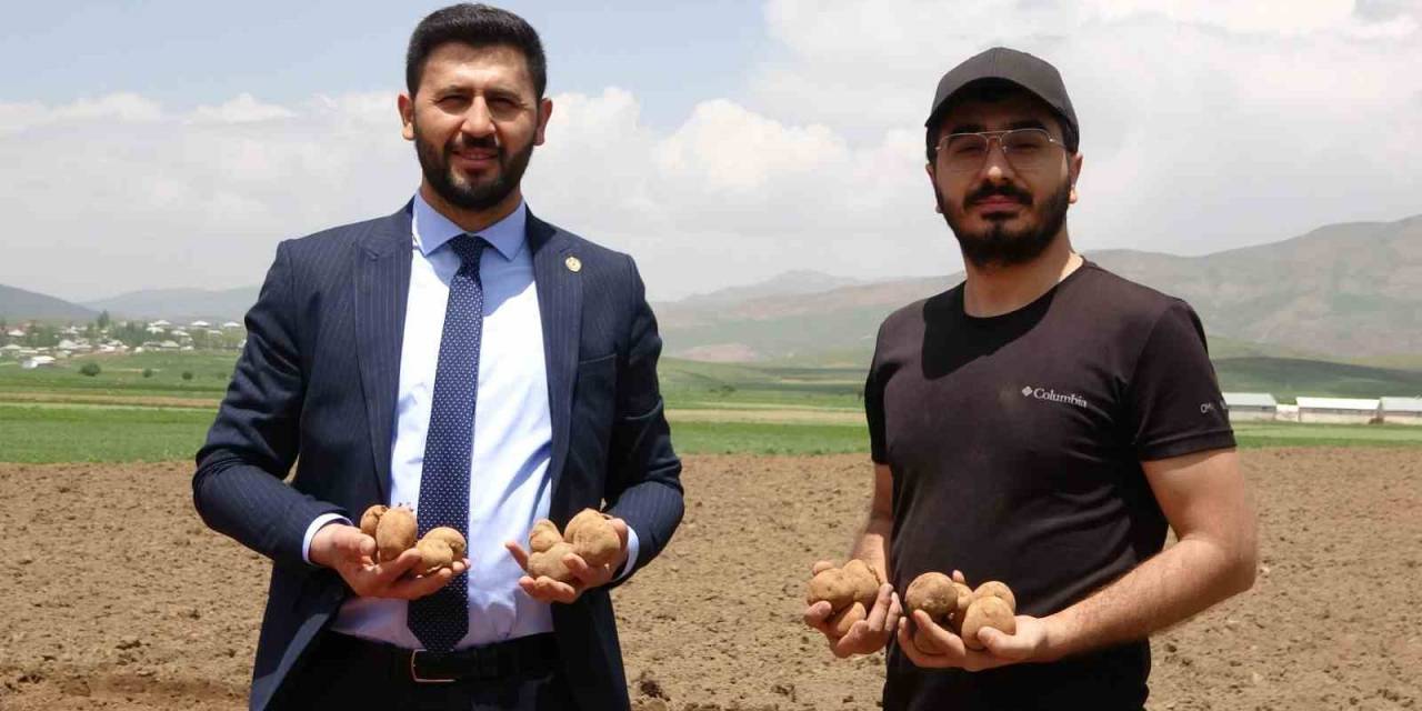 Irak’tan Dönen Genç İş Adamı, Cilo Dağı Eteklerinde 100 Dönümlük Alana Patates Ekimine Başladı