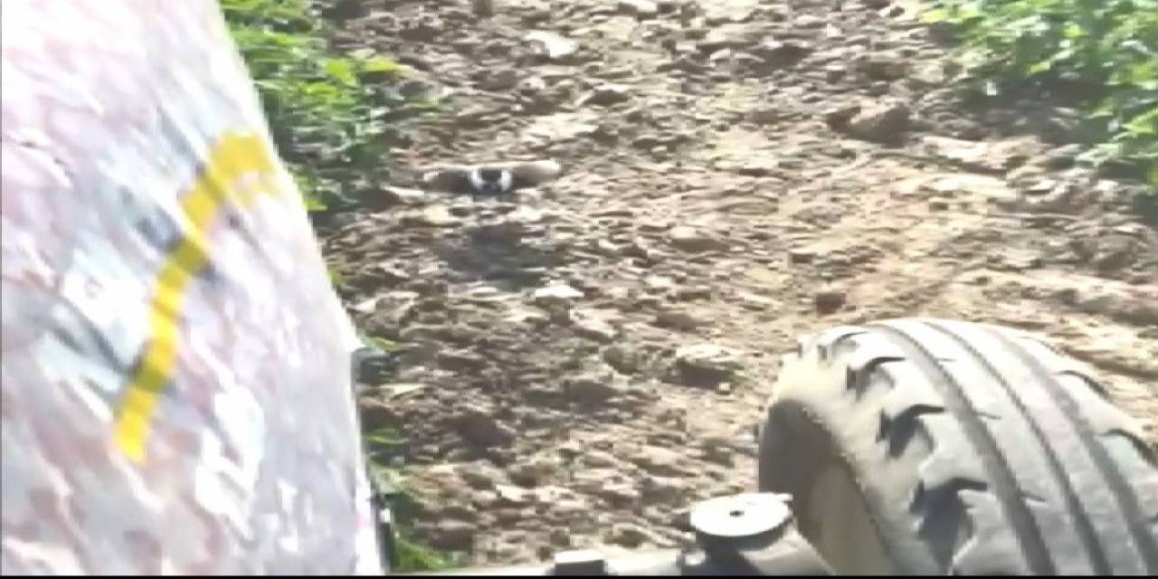 Çiftçinin Görüntülediği Mahmuzlu Kızkuşu İzleyenleri Duygulandırdı