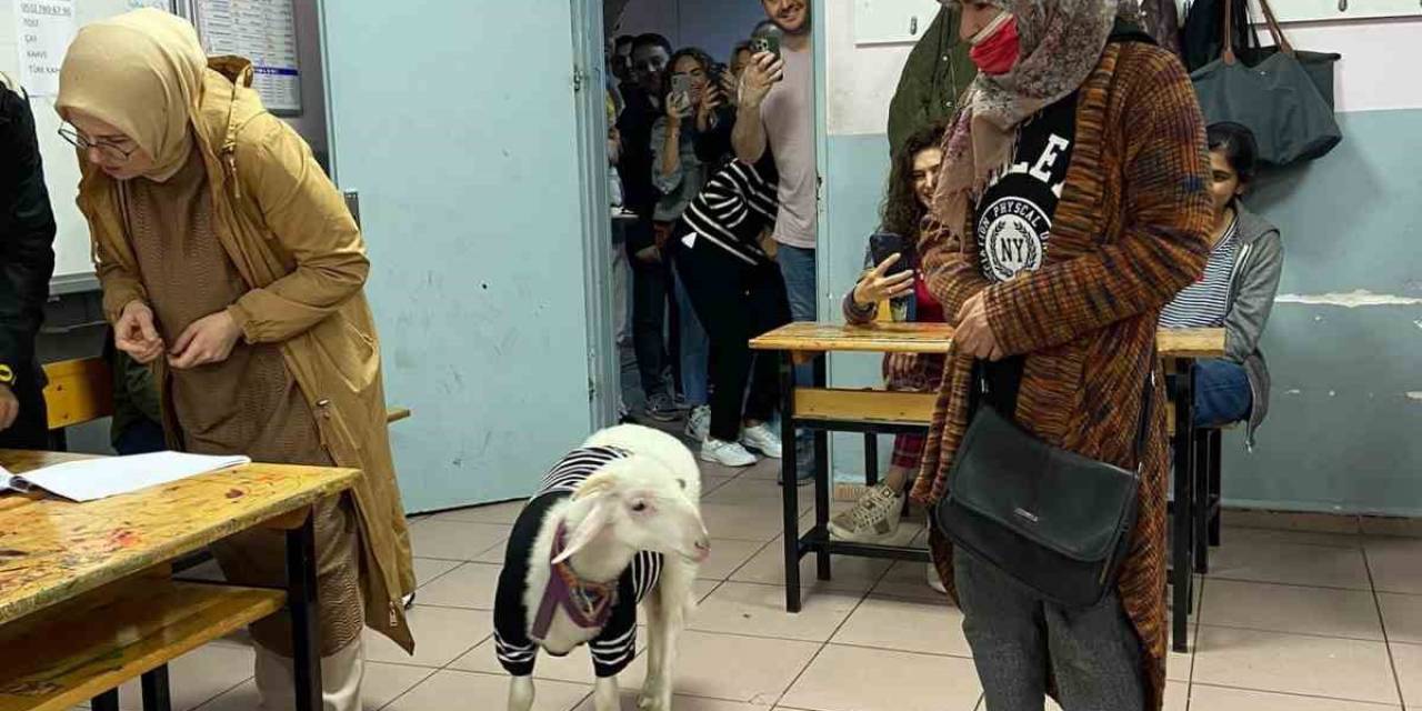 Üzerine Kazak Giydirdiği Kuzusuyla Oy Kullanmaya Geldi