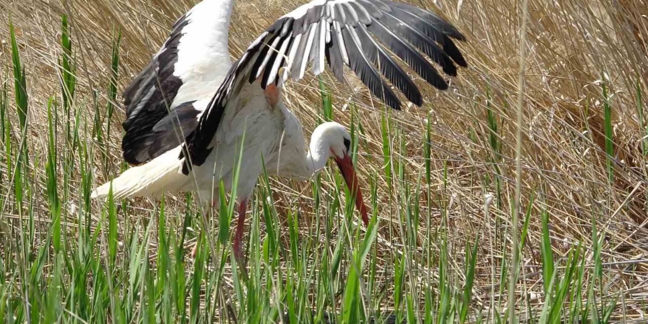 Van’da Yanan Sazlıklar Yeniden Yeşeriyor