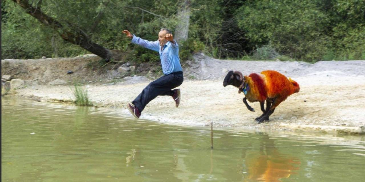 Çal’ın Kınalı Kuzularını Dünya Tanıyor
