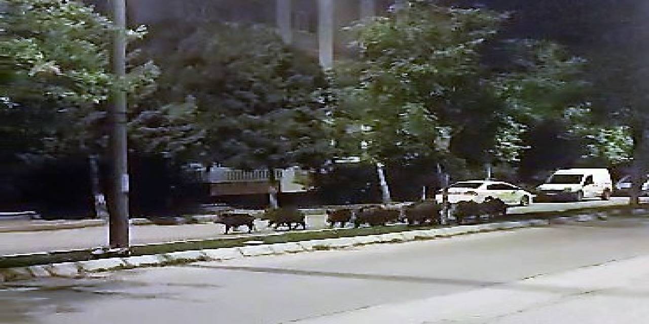 Domuz Sürüsünün Akşam Gezintisi Kameraya Takıldı